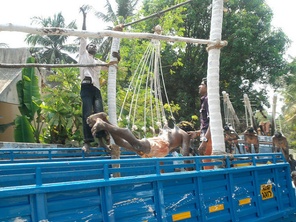  ಕಾಳಿಗೆ ಕೃತಜ್ಞತೆ ಸಲ್ಲಿಸುವ ಬಗೆ 