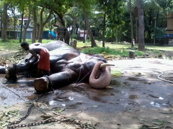 ಆನೆಗಳ ಕ್ಯಾಂಪ್