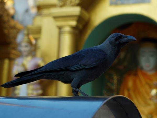 ಕಾಗೆಗಳು ತಿನ್ನದಿದ್ದಲ್ಲಿ 
