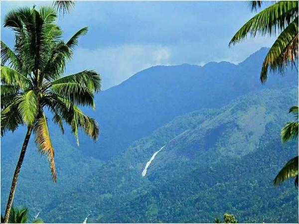 ರಬ್ಬರ್ ತೋಟಗಳು