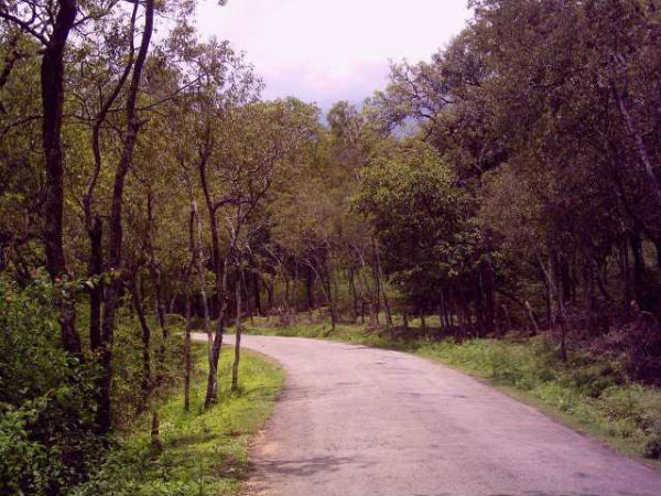 ಶ್ರೀಗಂಧದ ಮರಗಳು ಶ್ರೀಗಂಧದ ಮರಗಳು