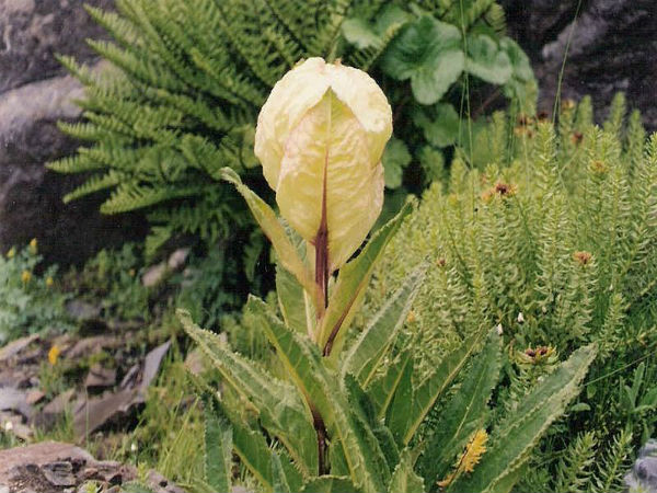 ಬ್ರಹ್ಮ ಕಮಲ