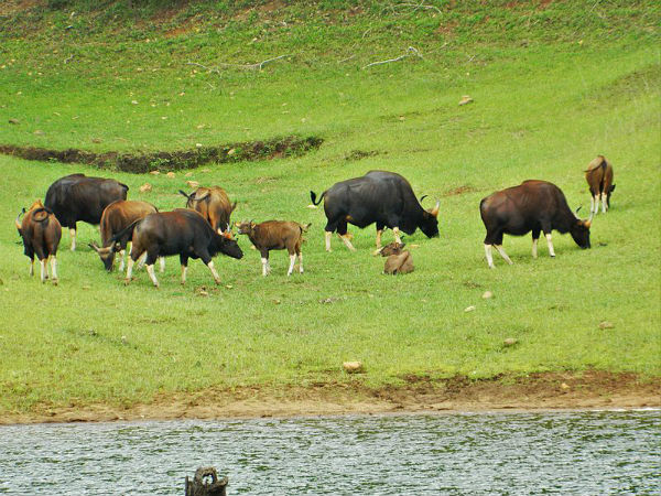 ಪ್ರಾಣಿಗಳು ದಾರಿಗಡ್ಡವಾಗಬಹುದು