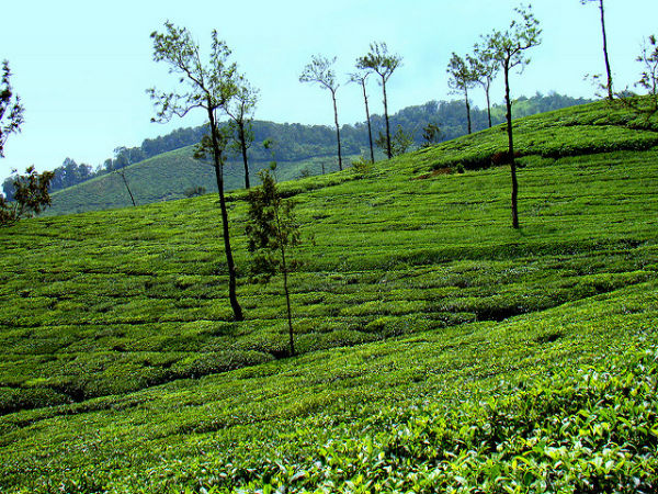 ಕಾಫೀಯ ನಾಡು 