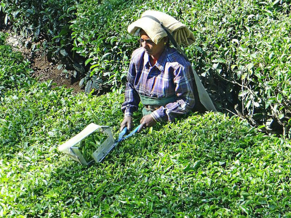 ಟಾಟಾ ಟೀ ಪ್ರಾದೇಶಿಕ ಅಧಿಕಾರಿಯ ಅನುಮೋದನೆ