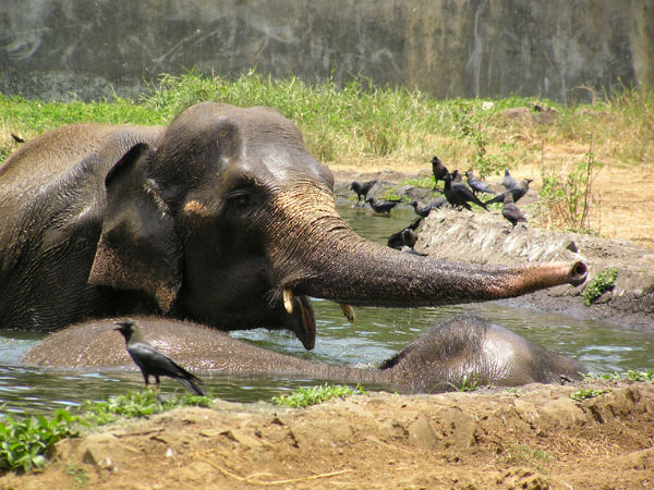 ಕಾಡುಪ್ರಾಣಿಗಳು 