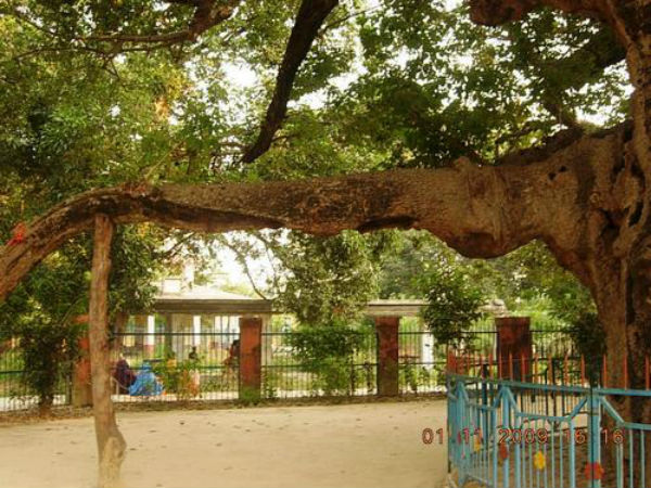ಪಾರಿಜಾತ ವೃಕ್ಷ ಪಾರಿಜಾತ ವೃಕ್ಷ