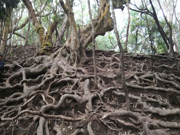 ಕೊಡೈಕೆನಾಲ್‌ನ ಪ್ರಸಿದ್ಧ ಪ್ರವಾಸಿ ತಾಣ 