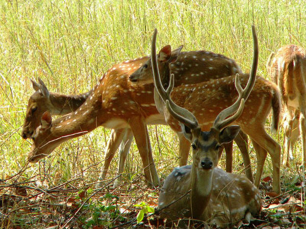 ರಾಲಮಂಡಲ ಜೈವಿಕ ವನ್ಯಧಾಮ