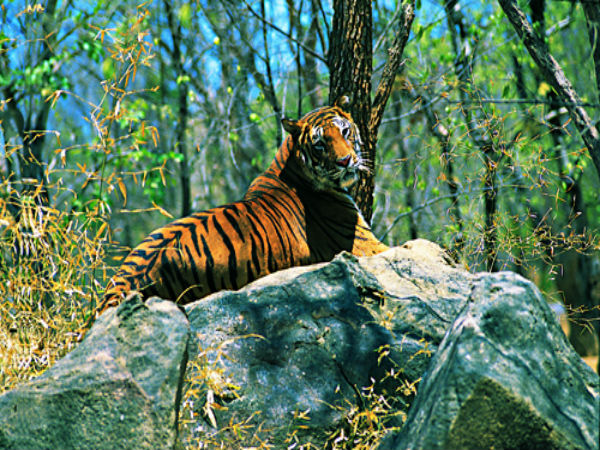 ಕಾಡು ಮೃಗಗಳ ವಾಸಸ್ಥಾನ ಕಾಡು ಮೃಗಗಳ ವಾಸಸ್ಥಾನ
