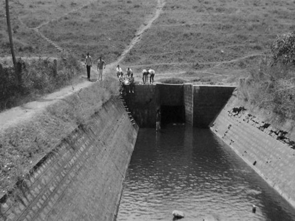 ವಿವಿಧ ಜಾತಿಯ ಮೀನುಗಳು 