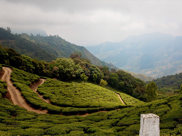 7. ಮುನ್ನಾರ್ ರಸ್ತೆ