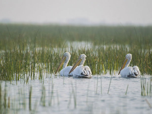 7) ನಾಲ್ ಸರೋವರ ಪಕ್ಷಿಧಾಮ