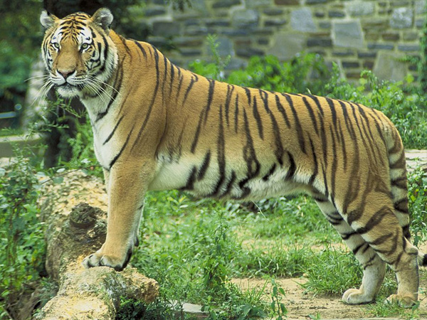 4. ಪೆಂಚ್ 4. ಪೆಂಚ್