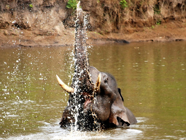 ನಾಗರಹೊಳೆ ರಾಷ್ಟ್ರೀಯ ಉದ್ಯಾನ