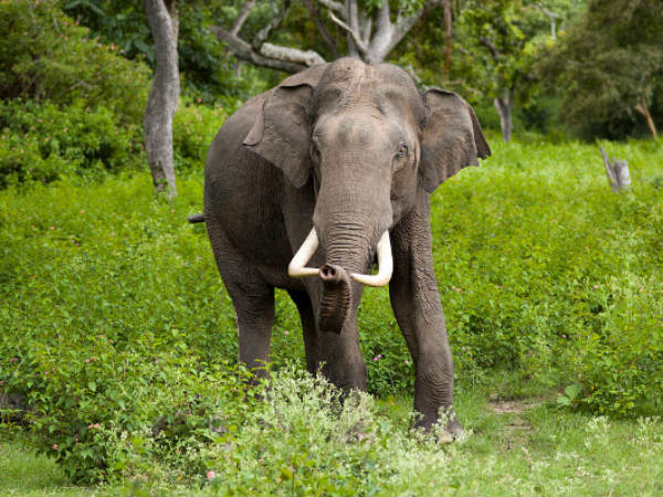 bandipur-2 bandipur-2
