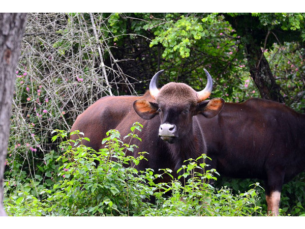 bandipurnationalpark