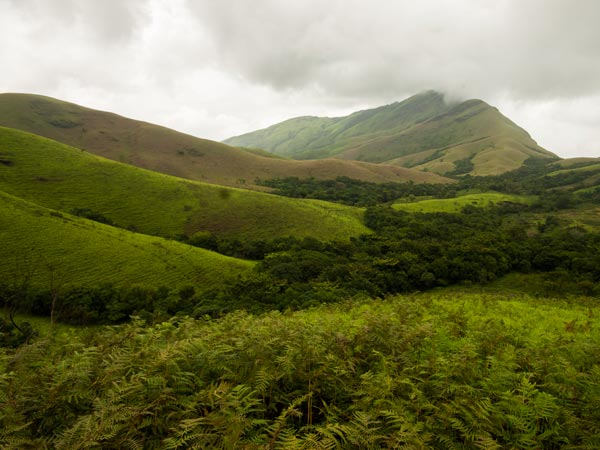 sholagrasslandforest-kudremukh-4-1656237463.jpg -Properties