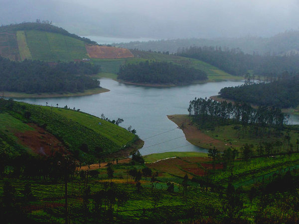 ನೀಲಗಿರಿ ನೀಲಗಿರಿ