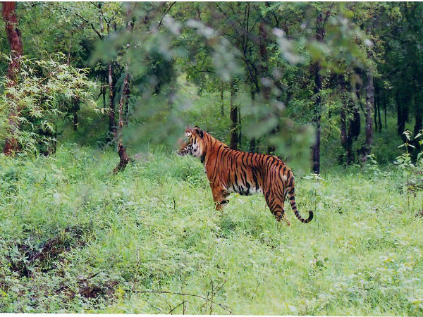 ಭದ್ರಾ ವನ್ಯಜೀವಿ ಅಭಯಾರಣ್ಯ 