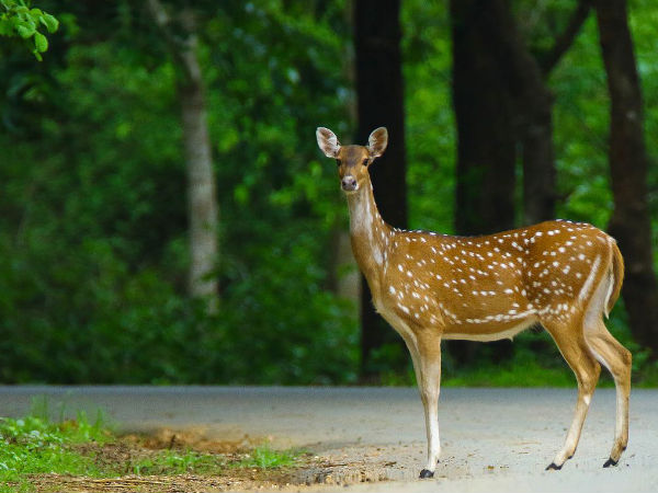 ದಾಂಡೇಲಿ ವನ್ಯಜೀವಿ ಅಭಯಾರಣ್