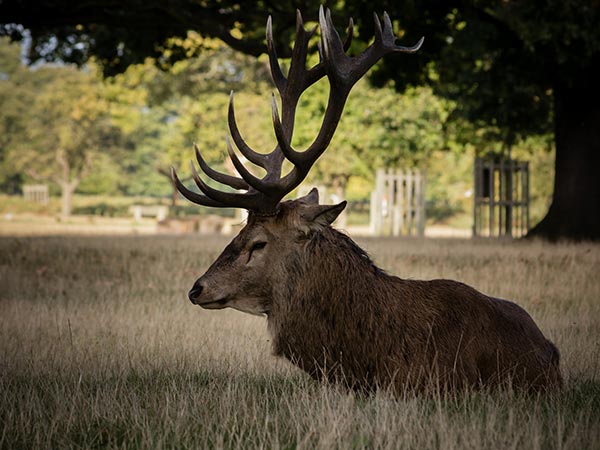 ಮೇಲುಕೋಟೆ ದೇವಾಲಯ ವನ್ಯಜೀವಿ ಅಭಯಾರಣ್ಯ