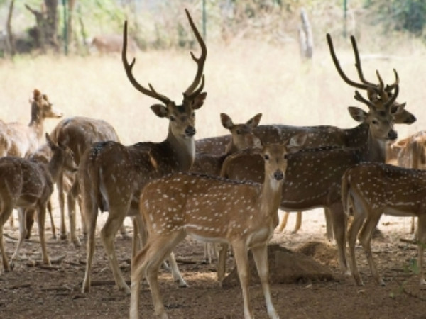 ಮಕ್ಕಳಿಗಂತೂ ಹಬ್ಬ 
