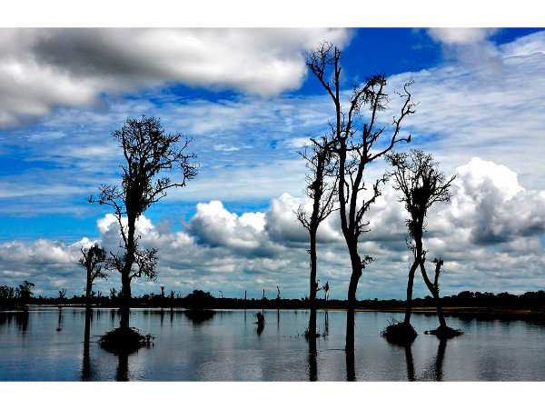 ಡಿಬ್ರು-ಸೈಖೋವಾ ರಾಷ್ಟ್ರೀಯ ಉದ್ಯಾನವನ