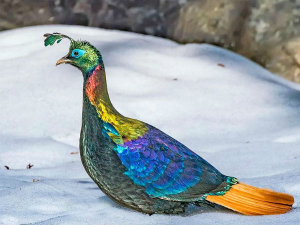 ಹಿಮಾಲಯನ್ ಮೋನಲ್ ಹಿಮಾಲಯನ್ ಮೋನಲ್