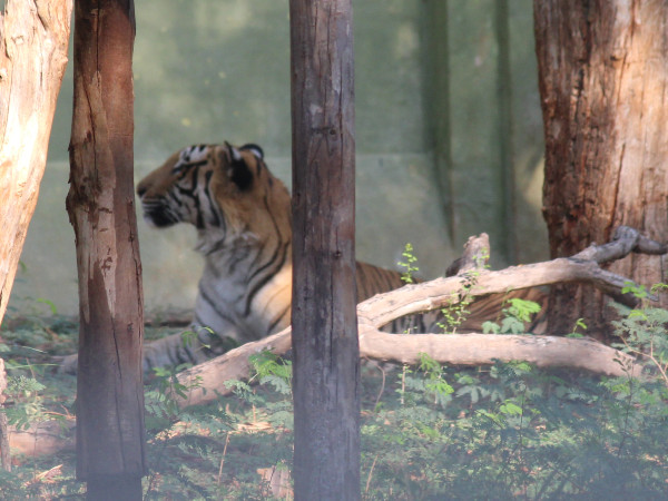 ಮೃಗಾಲಯ ಮೊದಲು ಇಷ್ಟು ದೊಡ್ಡದಾಗಿರಲಿಲ್ಲ