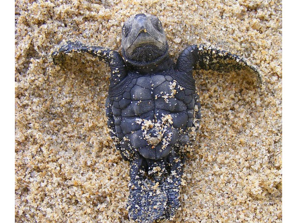 ಮೊರ್ಜಿಮ್ ಬೀಚ್‌ ತೀರ ಮತ್ತು ಆಲಿವ್ ರಿಡ್ಲಿ ಆಮೆಗಳು 