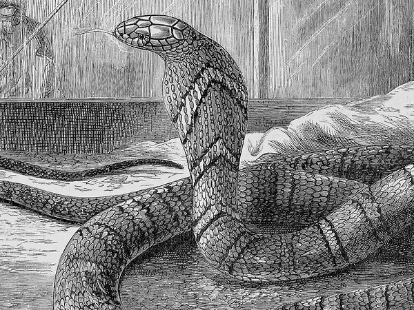 ನಾಗಮಣಿಯೊಂದಿಗೆ ನಾಗರಾಜ 