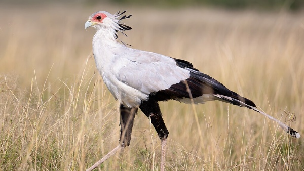 Secretary Bird