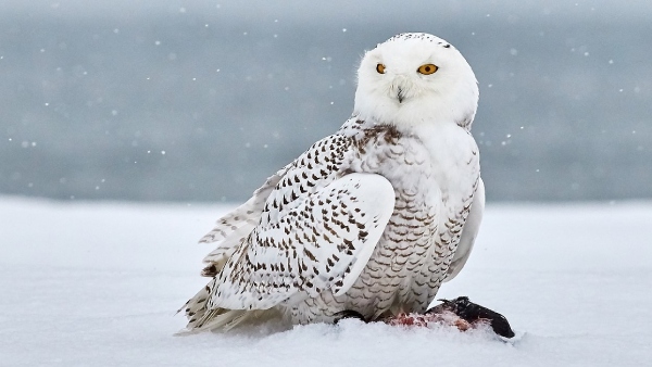 Snowy Owl