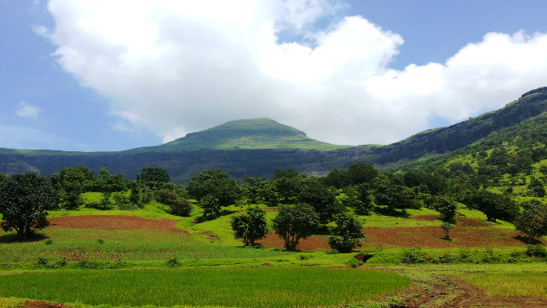 brahmagiri wild life