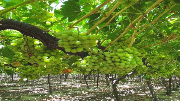 grapesfarm grapesfarm