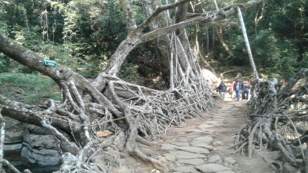livingrootbridge meghalaya livingrootbridge meghalaya
