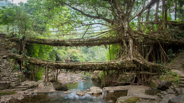 livingrootbridge2 livingrootbridge2