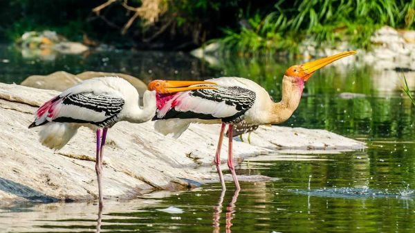 ranganathittu bird sanctuary