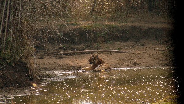 tigers tigers