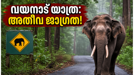 വയനാട്ടിൽ യാത്ര പോകുന്നവർ ഈ കാര്യം അറിഞ്ഞിരിക്കണം; മേപ്പാടിയിലെ സംഭവത്തിന് ശേഷം വനംവകുപ്പിന്റെ കർശന നിർദ്ദേശം, സുരക്ഷ ഉറപ്പാക്കൂ