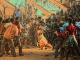 ‌ജെല്ലിക്കെട്ട്: കാളകളുമായുള്ള ജീവന്മരണപ്പോരാട്ടം