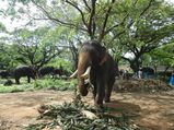 പുന്നത്തൂർ കോട്ടയിലെ ആനക്കാര്യം