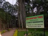 മൂന്നേക്കറിൽ പടർന്ന് കിടക്കുന്ന ആൽമരം