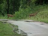 ബാംഗ്ലൂര്‍  വയനാട് (വഴി: നാഗര്‍ഹോള)