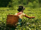 ഇന്ത്യയുടെ തേയിലത്തോട്ടങ്ങള്‍