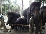 ബന്നേര്‍ഗട്ടയിലേക്ക് യാത്ര പോകാം