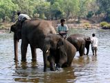 ദുബാരെ; ആനകള്‍ വിളയാടും കാവേരി നദീതീരം