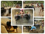കമ്പള - തുളുനാട്ടിലെ പോത്തോട്ട മത്സരം