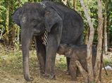 ആനപ്രേമികള്‍ക്ക് സന്ദര്‍ശിക്കാന്‍ 5 ആന ക്യാമ്പുകള്‍